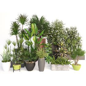 Plants 19 3D